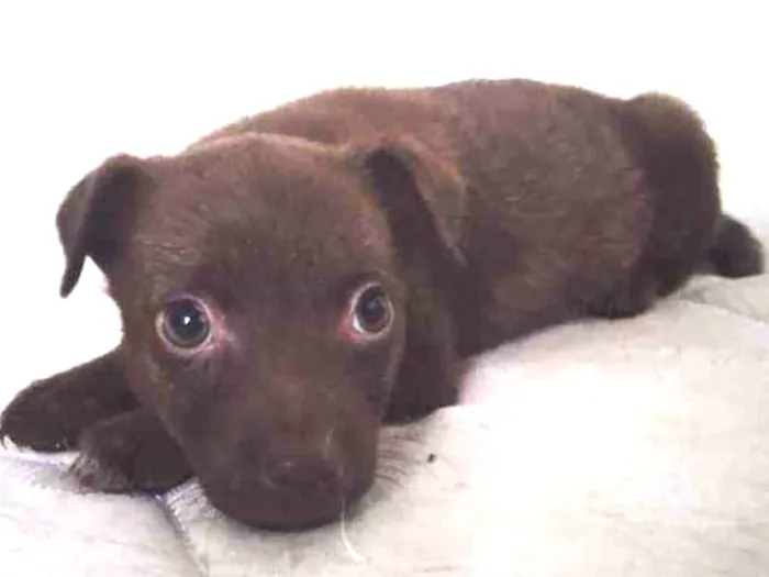 Cachorro ra a SRD idade 2 a 6 meses nome Anabella