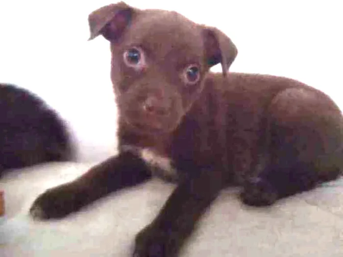Cachorro ra a SRD idade 2 a 6 meses nome Anabella