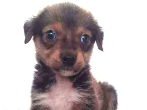 Cachorro raça SRD idade 2 a 6 meses nome Guapo