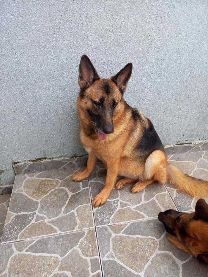 Cachorro ra a Pastor alemã idade 5 anos nome Princesa