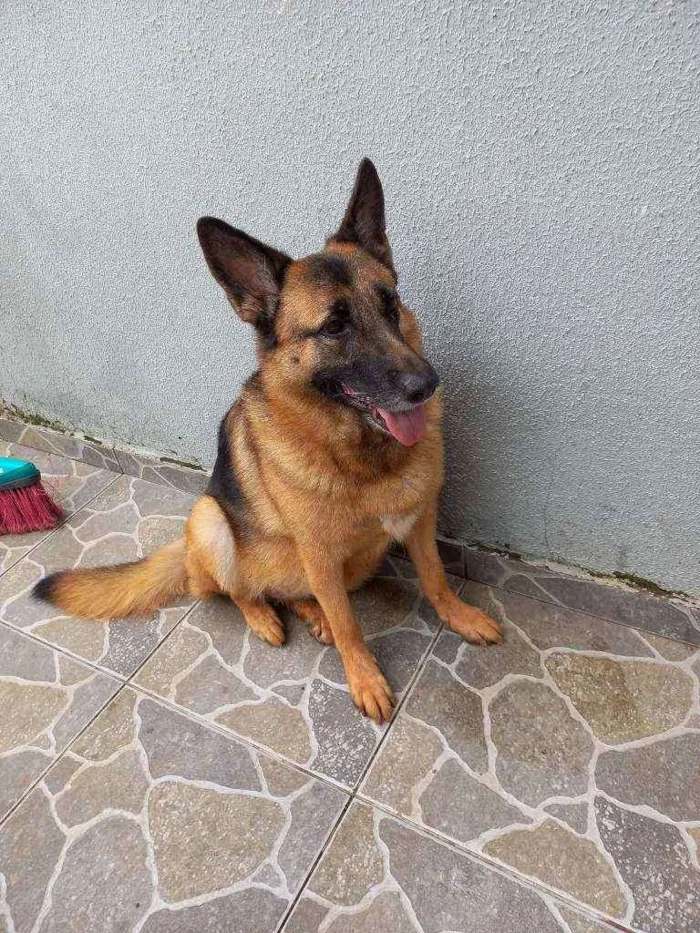 Cachorro ra a Pastor alemã idade 5 anos nome Princesa