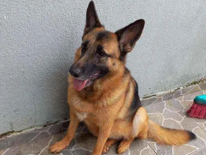 Cachorro ra a Pastor alemã idade 5 anos nome Princesa