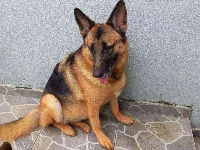 Cachorro ra a Pastor alemã idade 5 anos nome Princesa