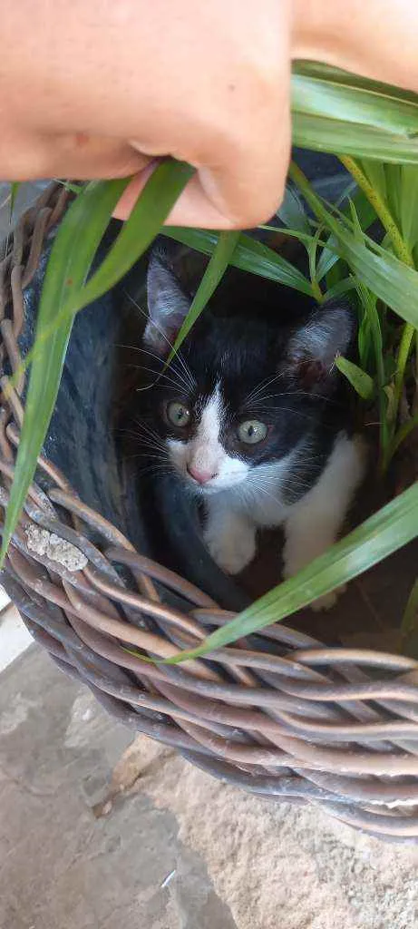 Gato ra a SRD idade Abaixo de 2 meses nome Filhotes