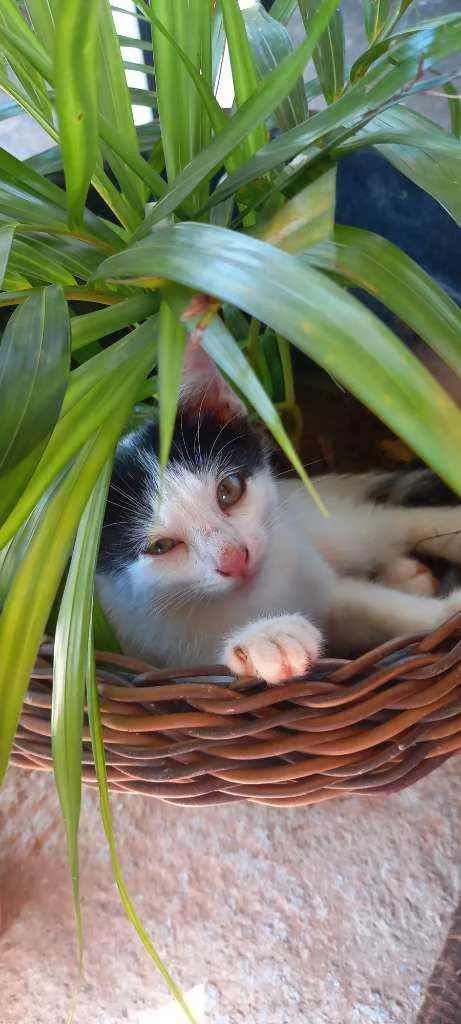 Gato ra a SRD idade Abaixo de 2 meses nome Filhotes