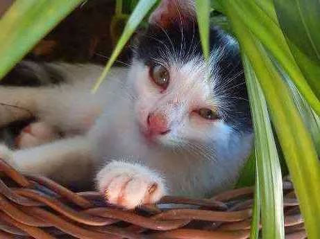 Gato ra a SRD idade Abaixo de 2 meses nome Filhotes