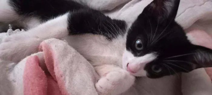 Gato ra a SRD idade Abaixo de 2 meses nome Filhotes