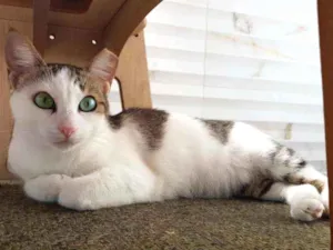 Gato raça SRD idade 1 ano nome Gardenia