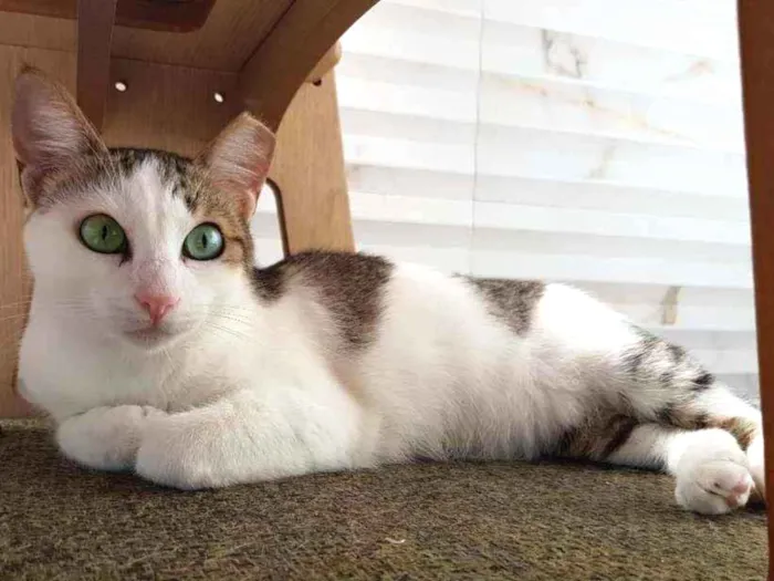 Gato raça SRD idade 1 ano nome Gardenia