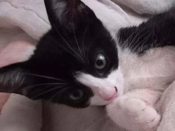 Gato ra a SRD idade Abaixo de 2 meses nome Filhotes