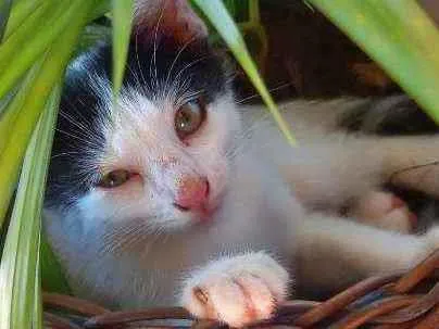 Gato ra a SRD idade Abaixo de 2 meses nome Filhotes
