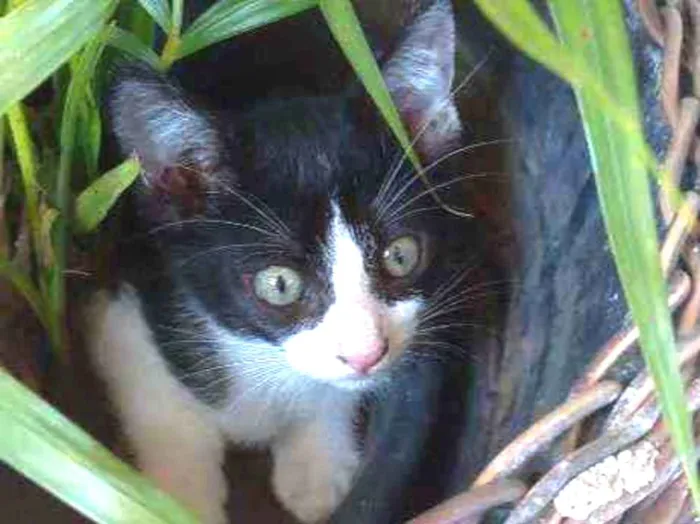 Gato ra a SRD idade Abaixo de 2 meses nome Filhotes