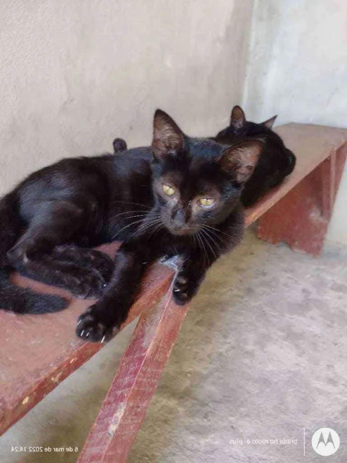 Gato ra a  idade 7 a 11 meses nome Simas