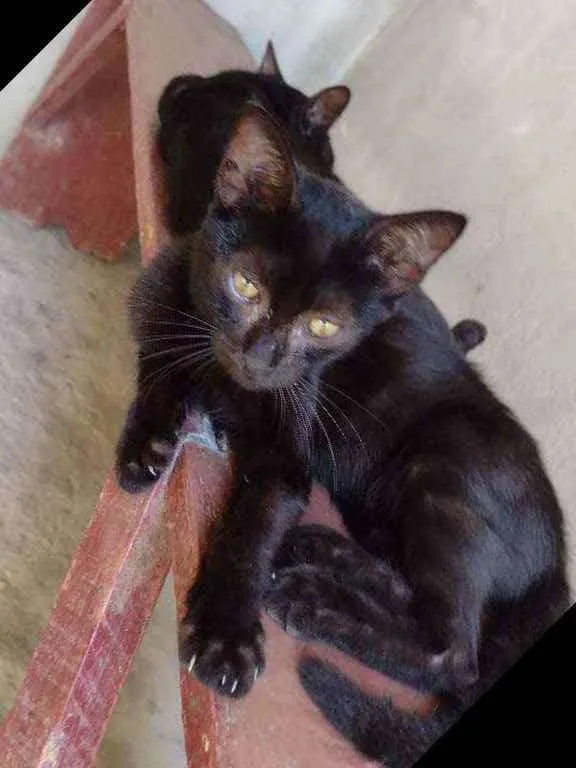 Gato ra a  idade 7 a 11 meses nome Simas