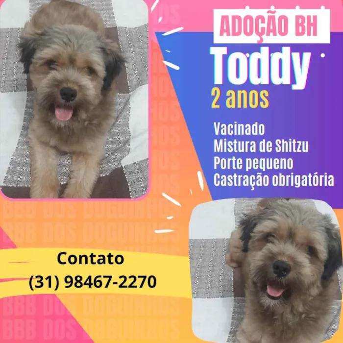 Cachorro raça Srd idade 2 anos nome Toddy
