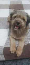 Toddy