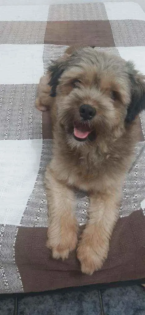 Cachorro raça Srd idade 2 anos nome Toddy