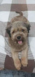 Toddy