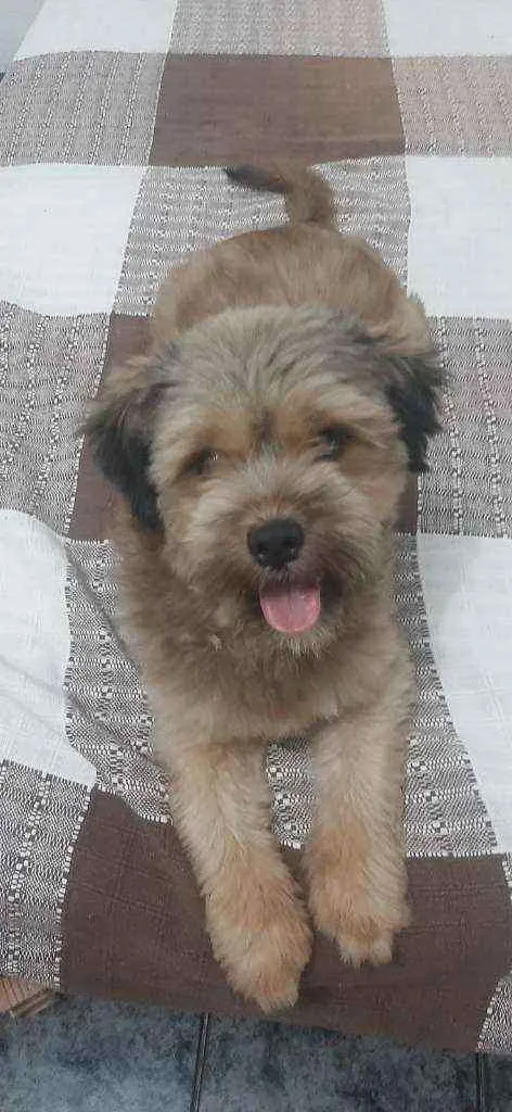 Cachorro raça Srd idade 2 anos nome Toddy