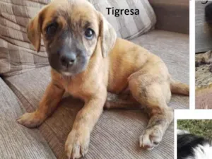 Cachorro raça SRD idade Abaixo de 2 meses nome Tigresa e Friz