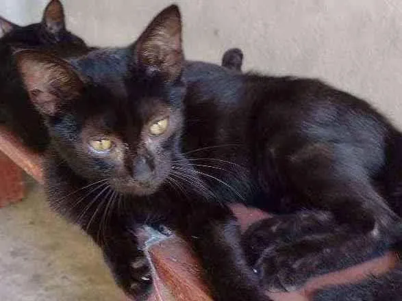 Gato ra a  idade 7 a 11 meses nome Simas