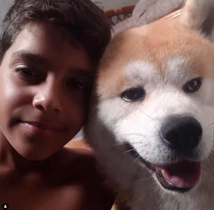 Cachorro ra a Akita Inu idade 6 ou mais anos nome Riki