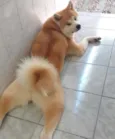 Riki