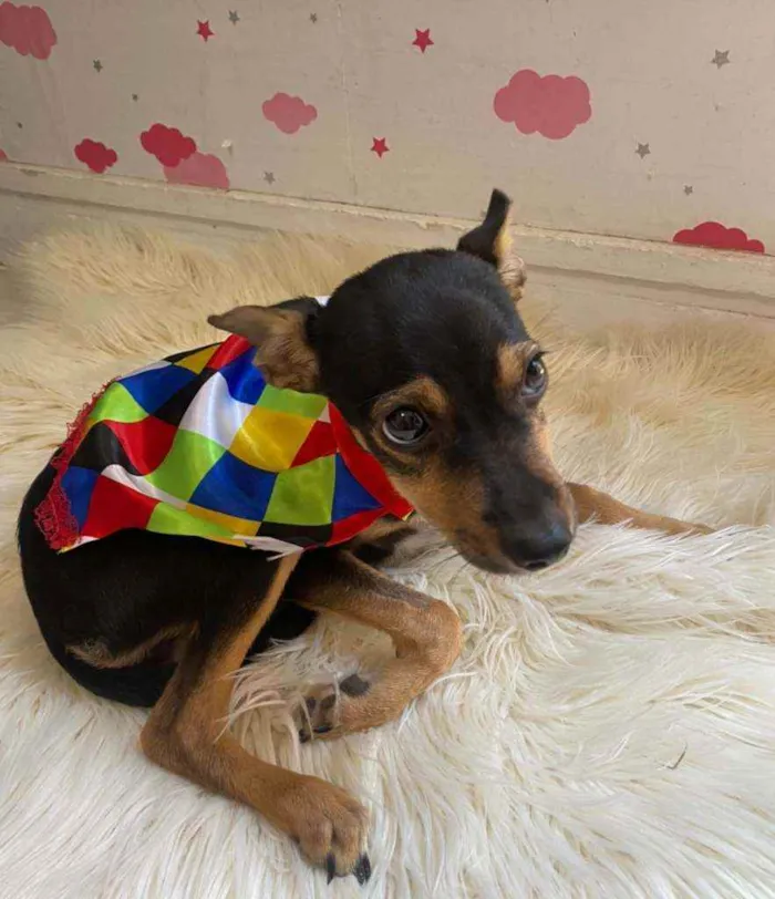 Cachorro ra a MIX Pinscher  idade 2 a 6 meses nome Amora