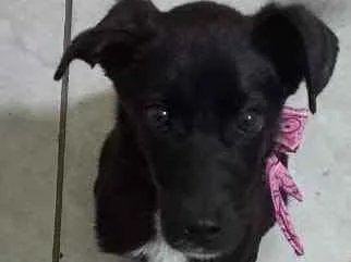 Cachorro ra a Legítima Brasileirinha idade 2 a 6 meses nome Jade