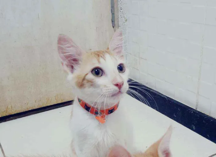 Gato ra a SRD idade 2 a 6 meses nome ..