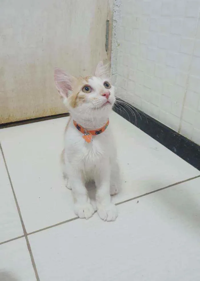 Gato ra a SRD idade 2 a 6 meses nome ..