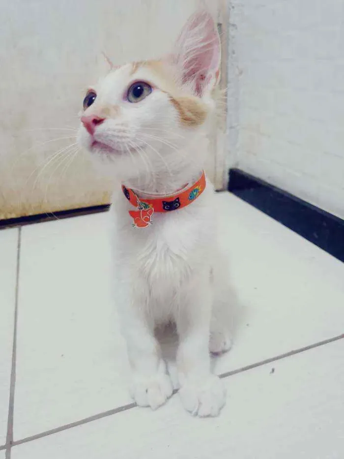 Gato ra a SRD idade 2 a 6 meses nome ..
