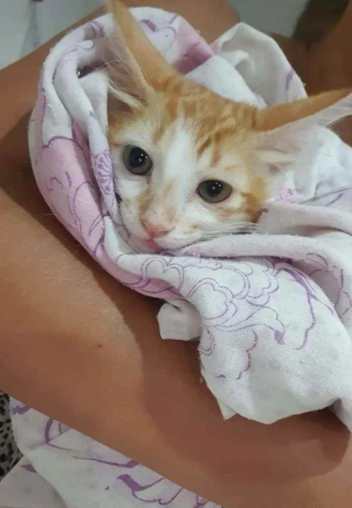 Gato ra a SRD idade 2 a 6 meses nome ..