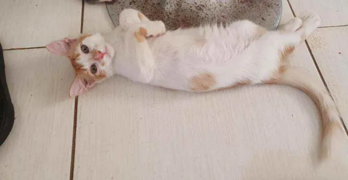 Gato ra a SRD idade 2 a 6 meses nome ..