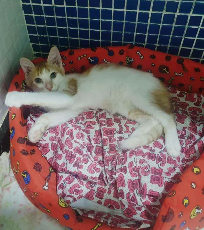 Gato ra a SRD idade 2 a 6 meses nome ..
