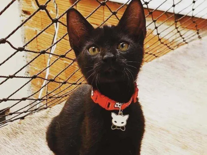 Gato ra a SRD idade 2 a 6 meses nome ...