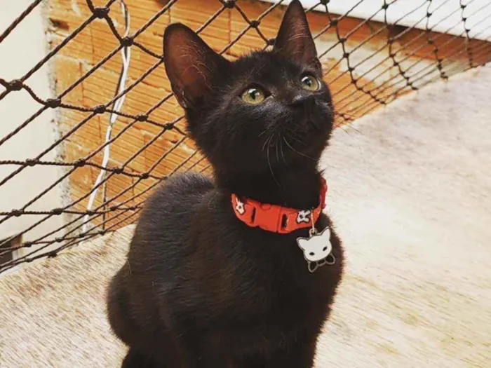 Gato ra a SRD idade 2 a 6 meses nome ...