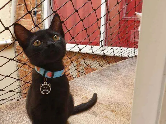 Gato ra a SRD idade 2 a 6 meses nome ...