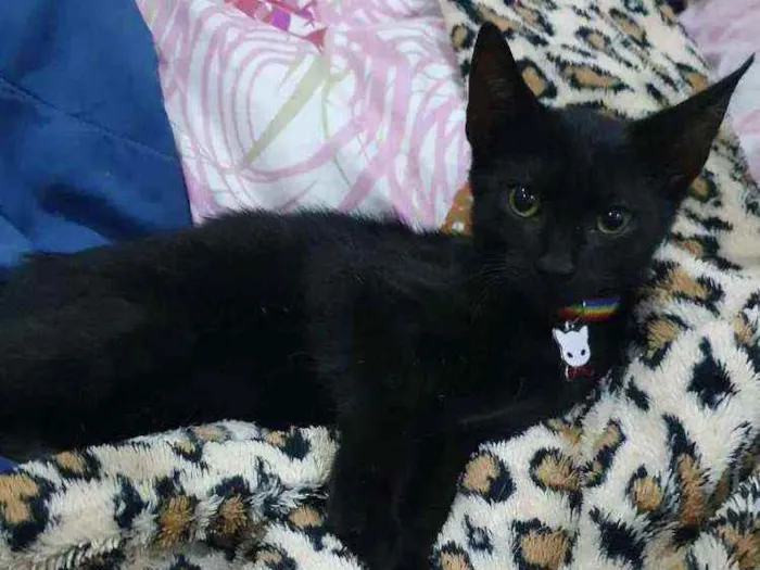 Gato ra a SRD idade 2 a 6 meses nome ...