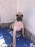 Cachorro raça SRD idade 2 a 6 meses nome Sem Nome 