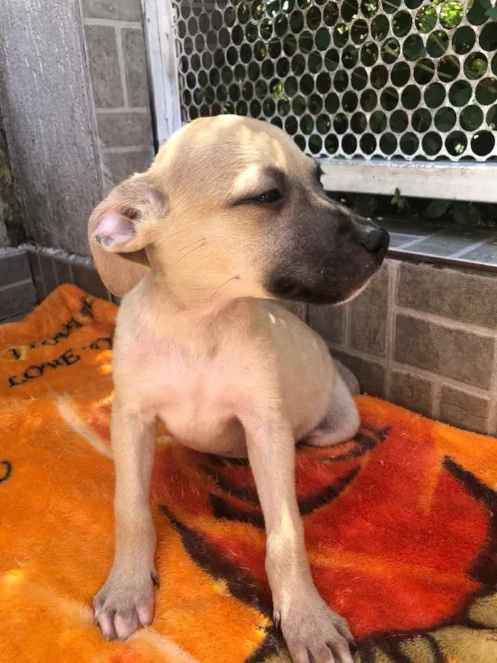Cachorro raça SRD idade 2 a 6 meses nome Sem Nome 