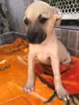 Cachorro raça SRD idade 2 a 6 meses nome Sem Nome 