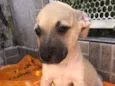 Cachorro raça SRD idade 2 a 6 meses nome Sem Nome 