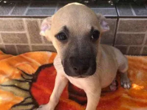Cachorro raça SRD idade 2 a 6 meses nome Sem Nome 