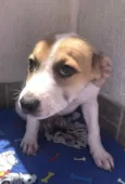 Cachorro raça SRD idade 2 a 6 meses nome Sem Nome