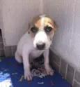 Cachorro raça SRD idade 2 a 6 meses nome Sem Nome