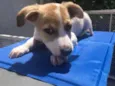 Cachorro raça SRD idade 2 a 6 meses nome Sem Nome