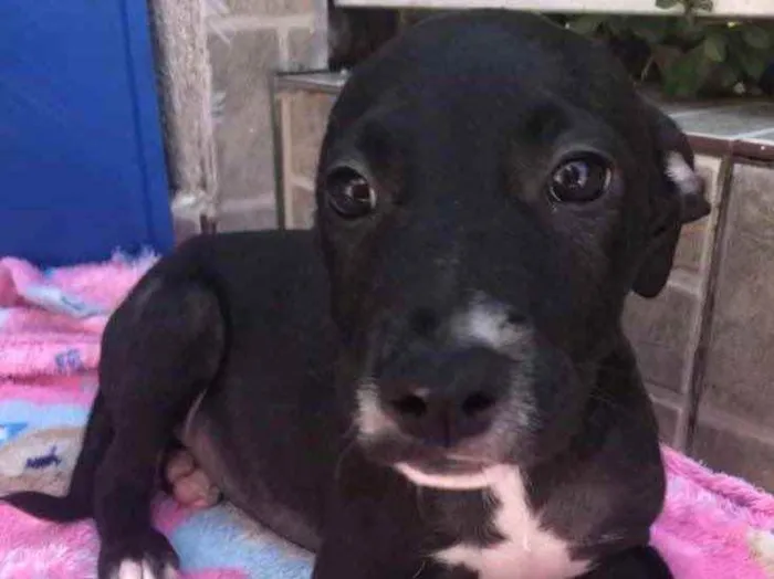 Cachorro raça SRD  idade 2 a 6 meses nome Sem Nome