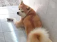Riki