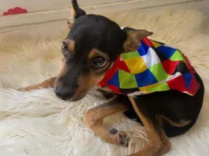 Cachorro raça MIX Pinscher  idade 2 a 6 meses nome Amora